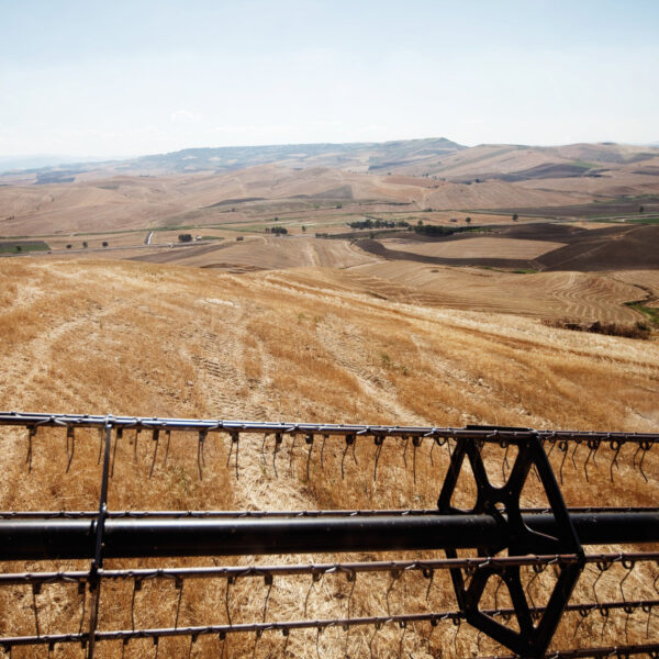 Farina di grano tenero tipo "00" biologica - immagine 2