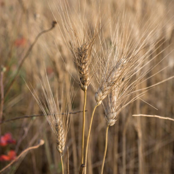 Spaghetti di grano duro biologici gr.500 - immagine 2