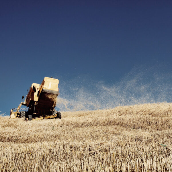 Farina di grano tenero tipo "2" biologica macinata a pietra - immagine 2