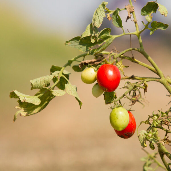 Passata di pomodoro biologica 500ml - immagine 2